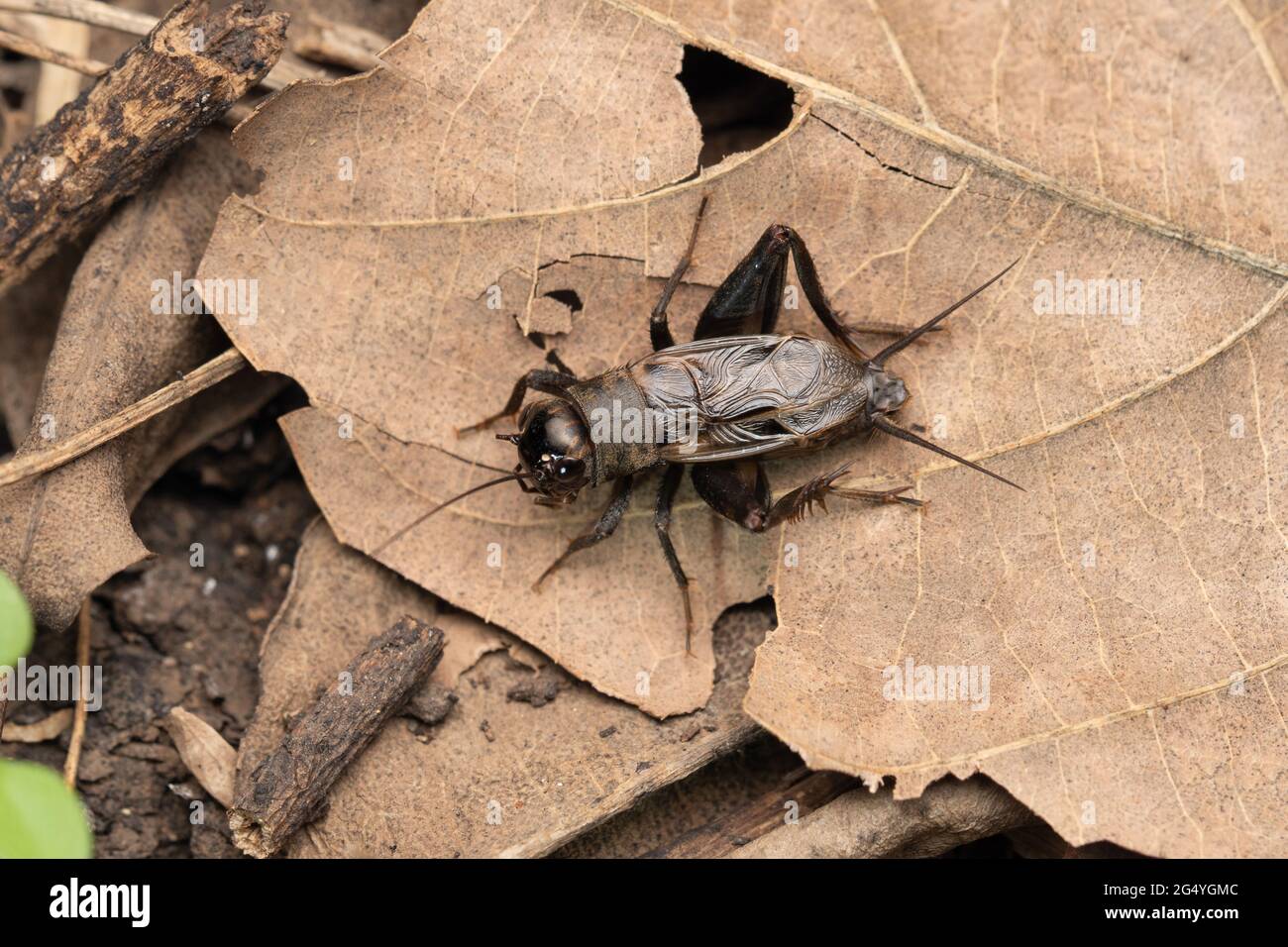 Forest floor cricket, Teleogryllus emma, Satara, Maharashtra, India Stock Photo