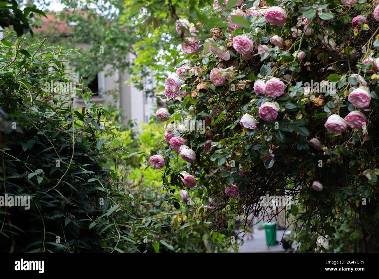 Blooming pink climbing rose under sunlight outdoors Stock Photo - Alamy