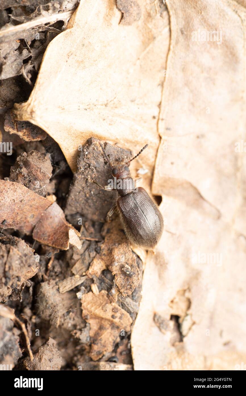 Hairy backed beetle, Lagria lata, Satara, Maharashtra, India Stock Photo