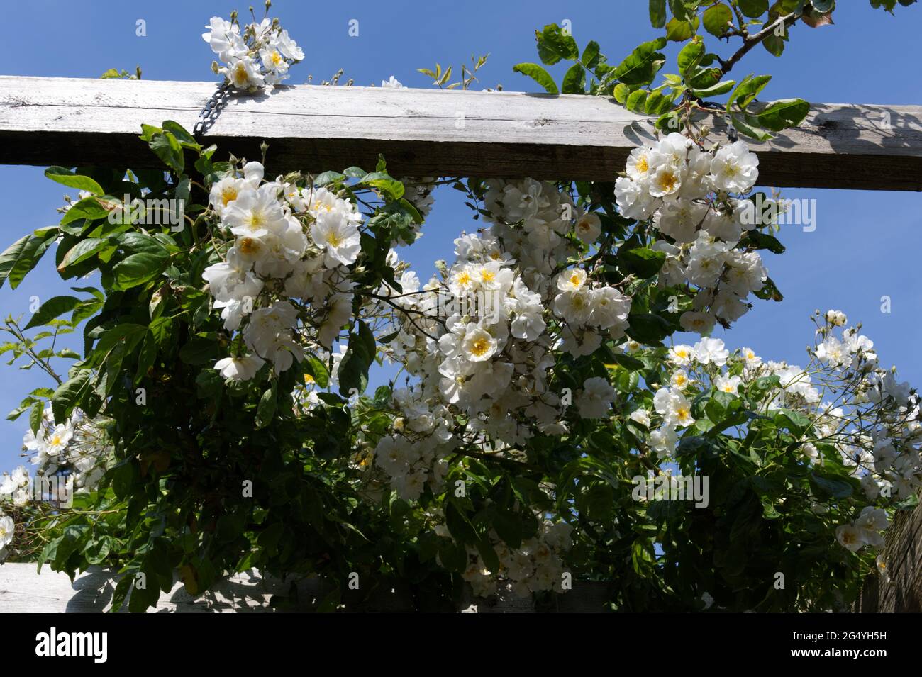 Summer roses in bloom on the pergola at Southsea rose garden, June 2021, Hampshire England UK Stock Photo
