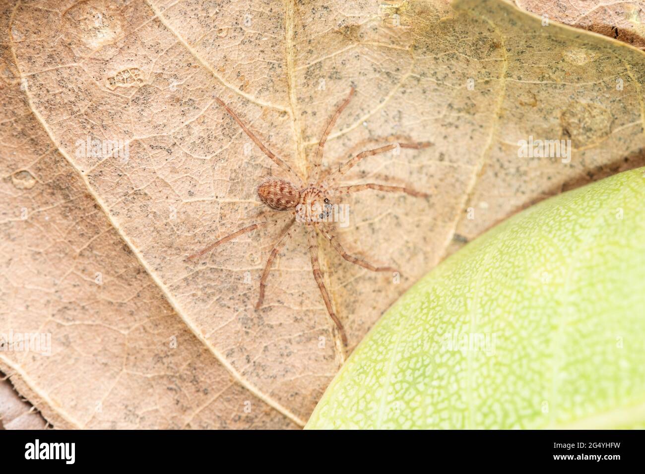 Spiderling second instar Huntsman spider, Heteropoda venatoria, Satara, Maharashtra, India Stock Photo