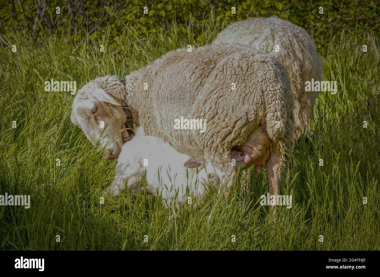 Sheep and newborn lambs suckling from their mother in a pasture in ...