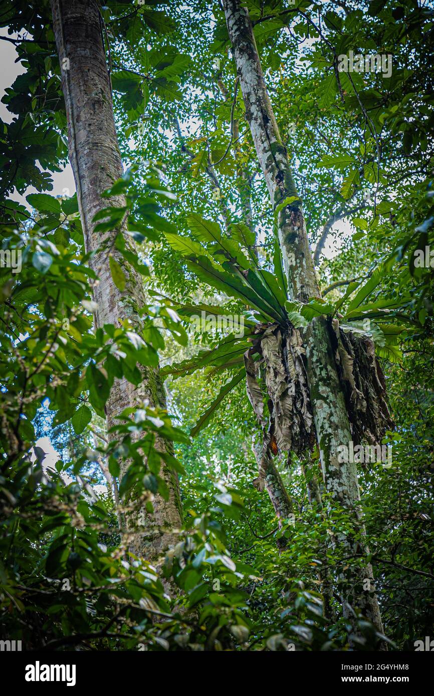 Rainforest trees and plants landscape in Malaysia Stock Photo