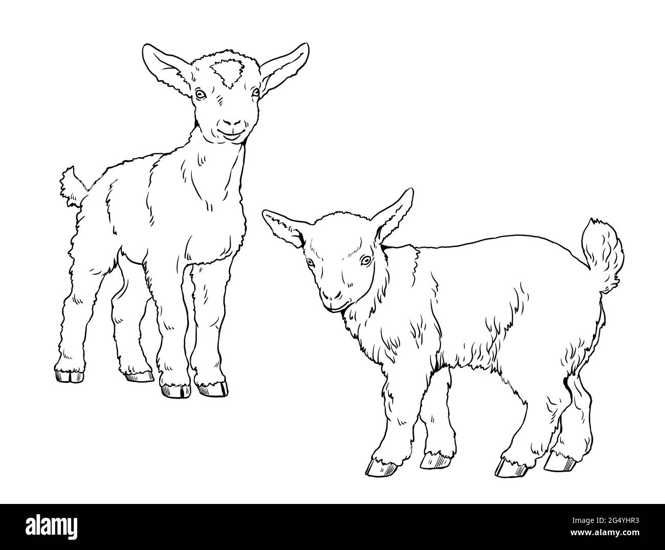 Goatling. Coloring page with domestic animals. Digital drawing with goat. Template for children to paint. Stock Photo