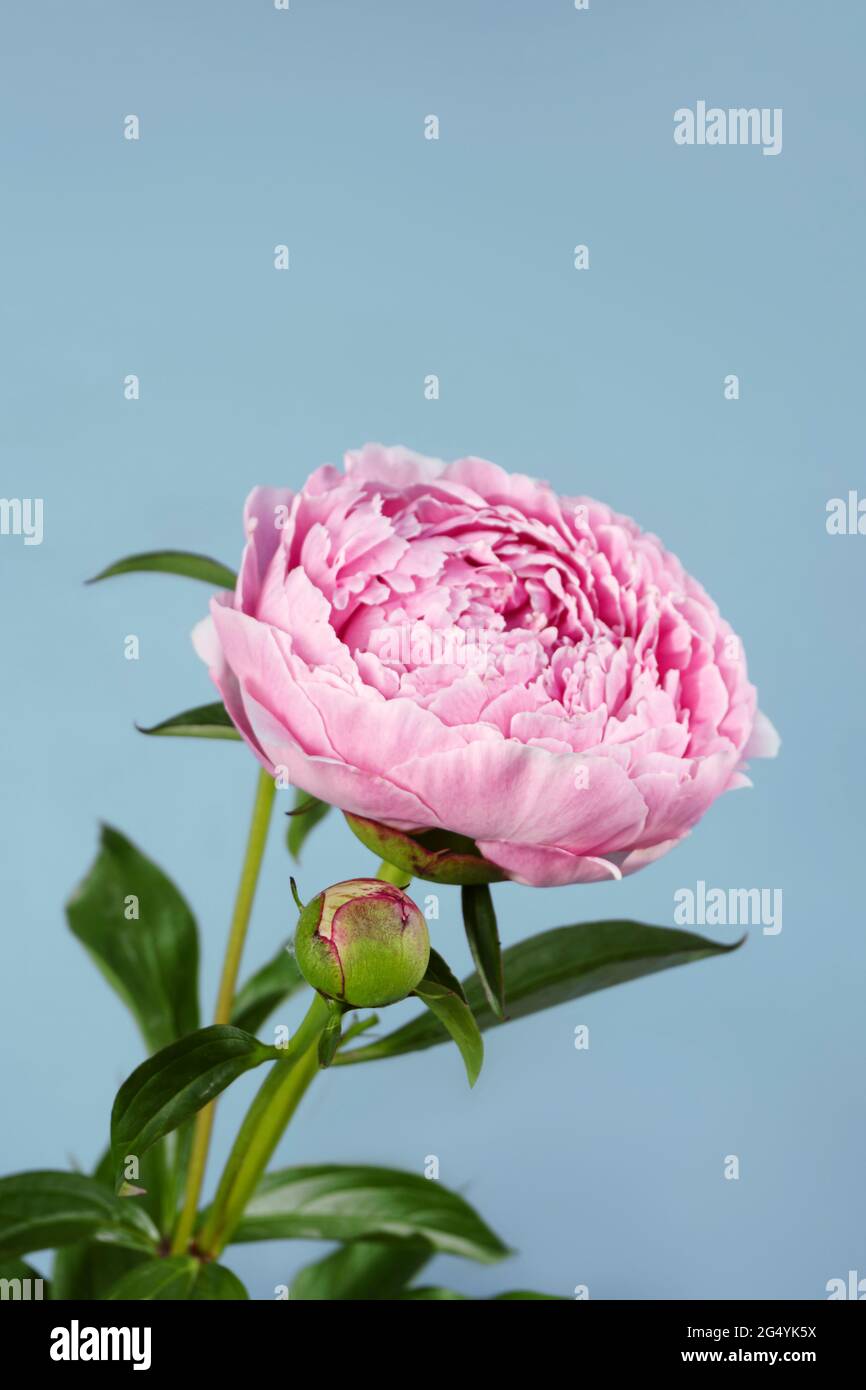 Pink peony on a blue background. Front view Stock Photo - Alamy