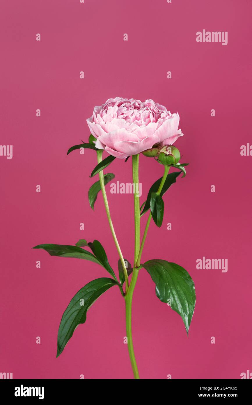 Pink peony on a burgundy background. Front view Stock Photo - Alamy