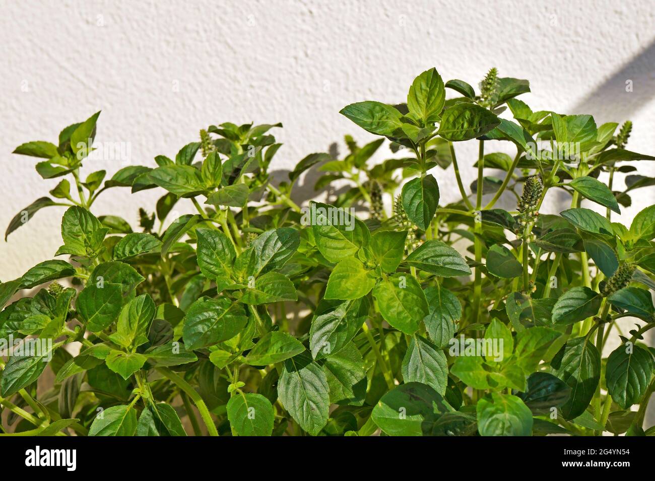 Basil in the garden, Rio Stock Photo Alamy