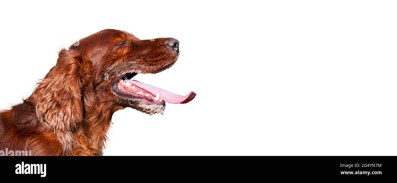 Dog Drooling Rabies