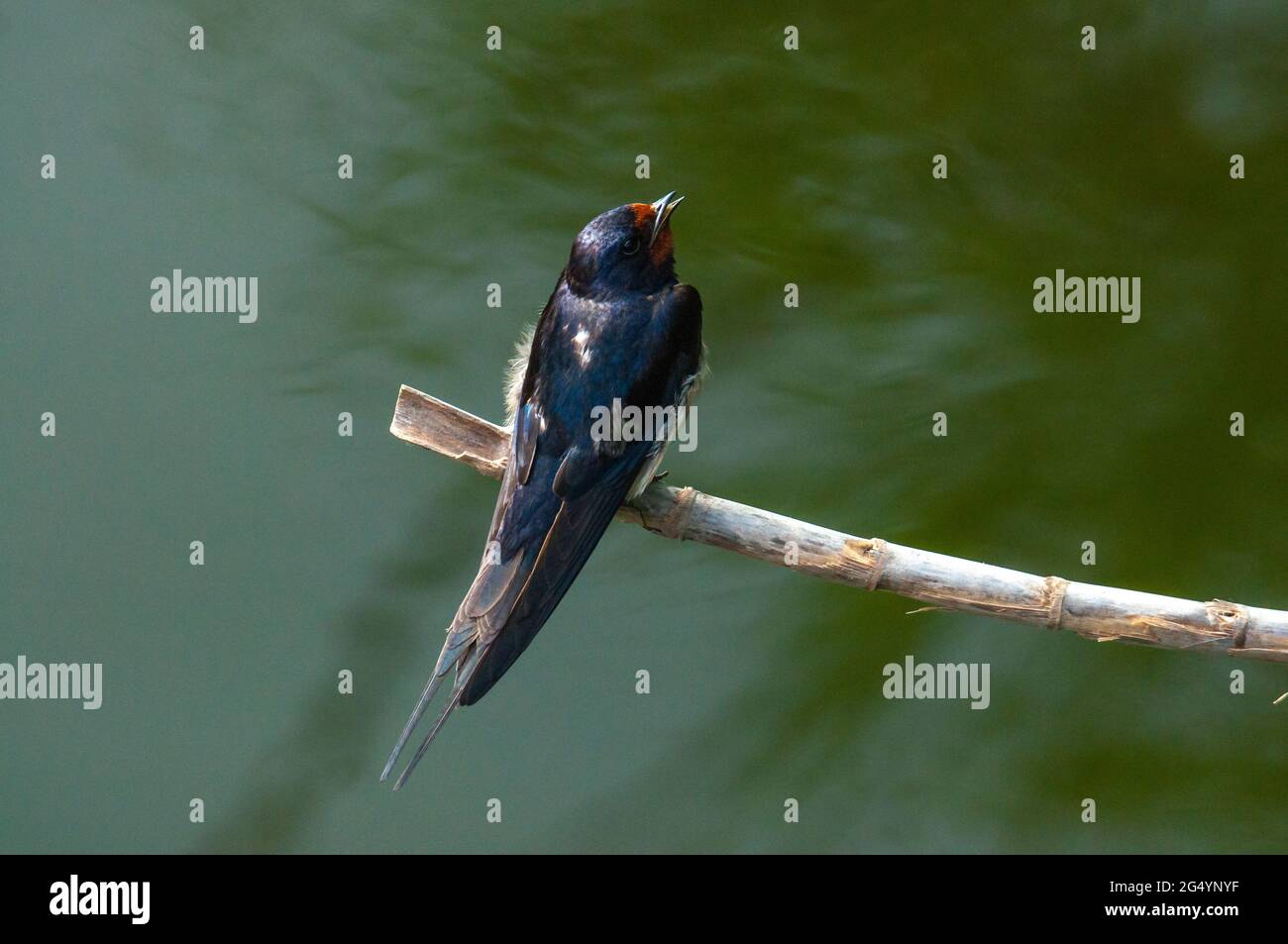 A barn swallow perched in a bran Stock Photo