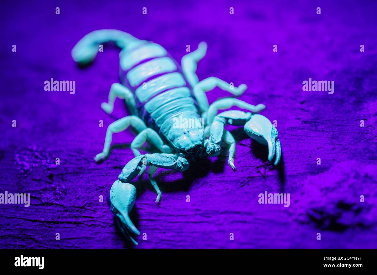 Black scorpion close-up with uv light Stock Photo