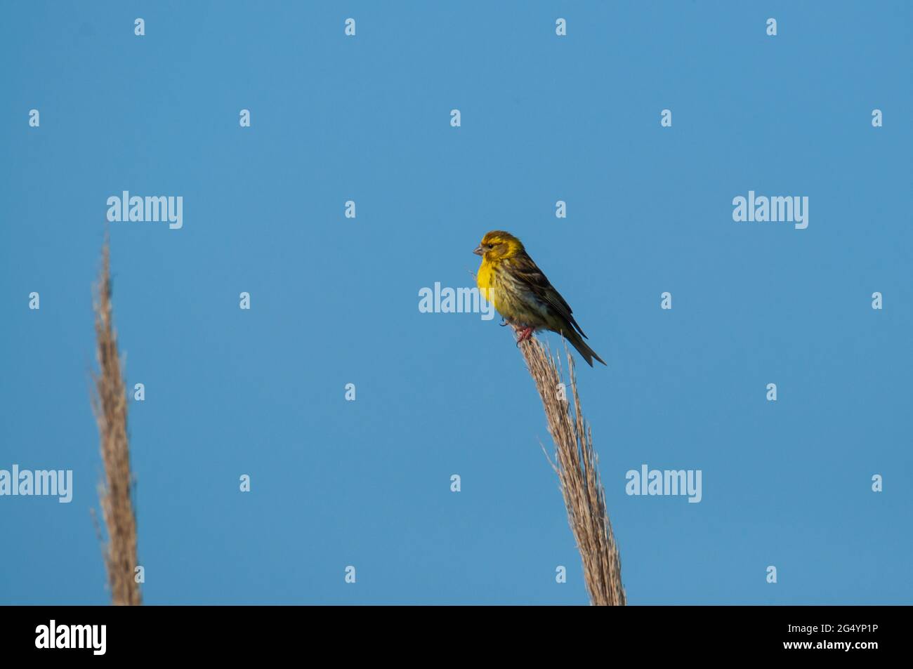 An european serin perched in a reed Stock Photo
