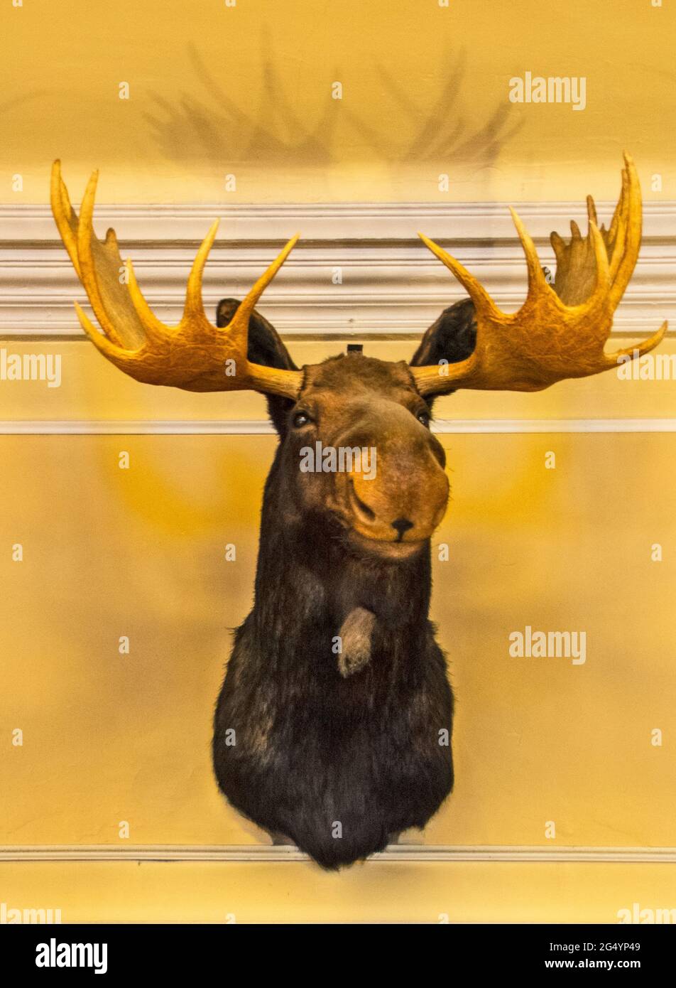 Symbolism of animals hi-res stock photography and images - Alamy