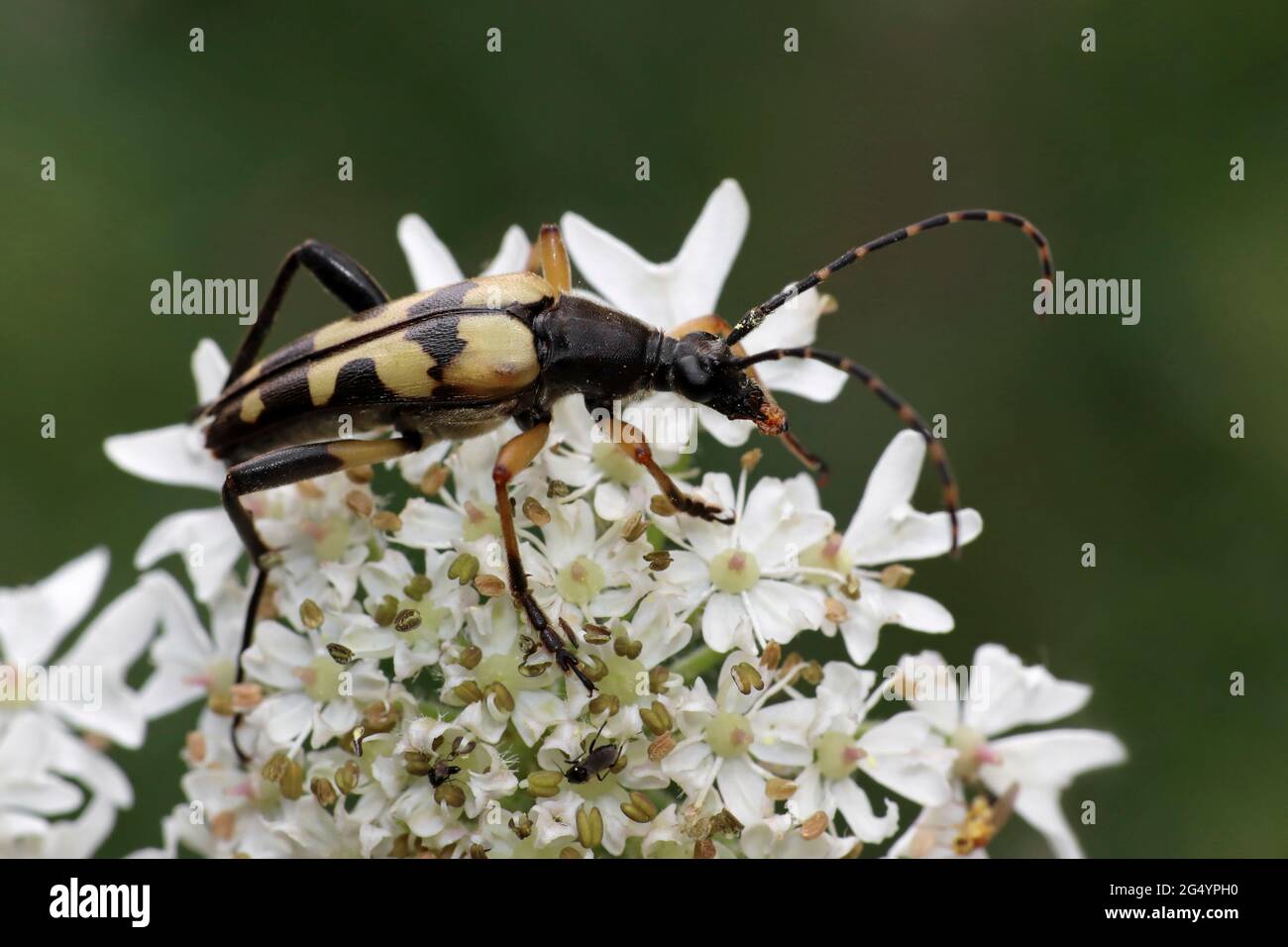 Spotted Longhorn Beetle a.k.a. Harlequin Longhorn Leptura maculata syn Rutpela maculata, Strangalia maculata Stock Photo