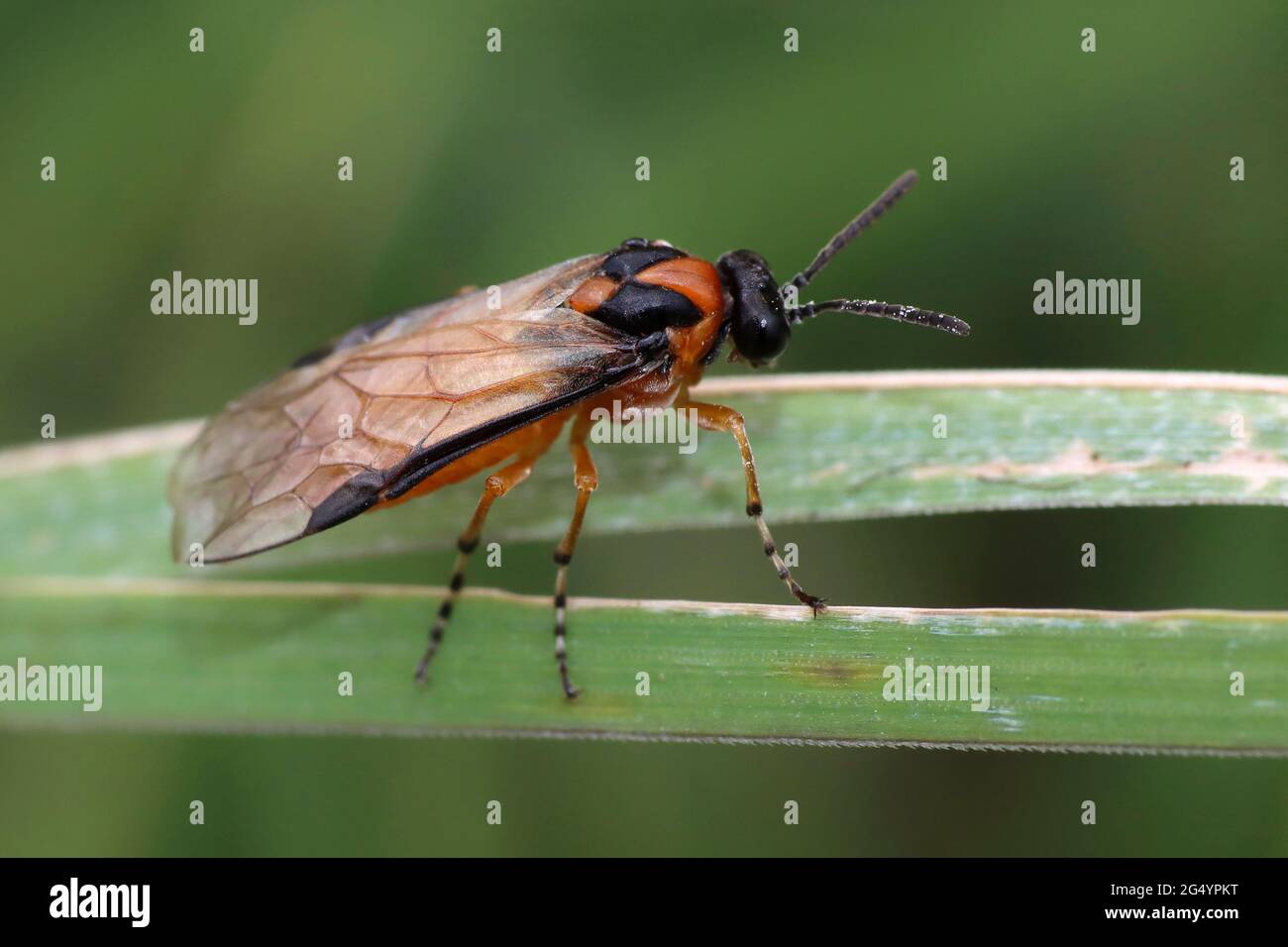 Turnip Sawfly (Athalia rosae) Stock Photo