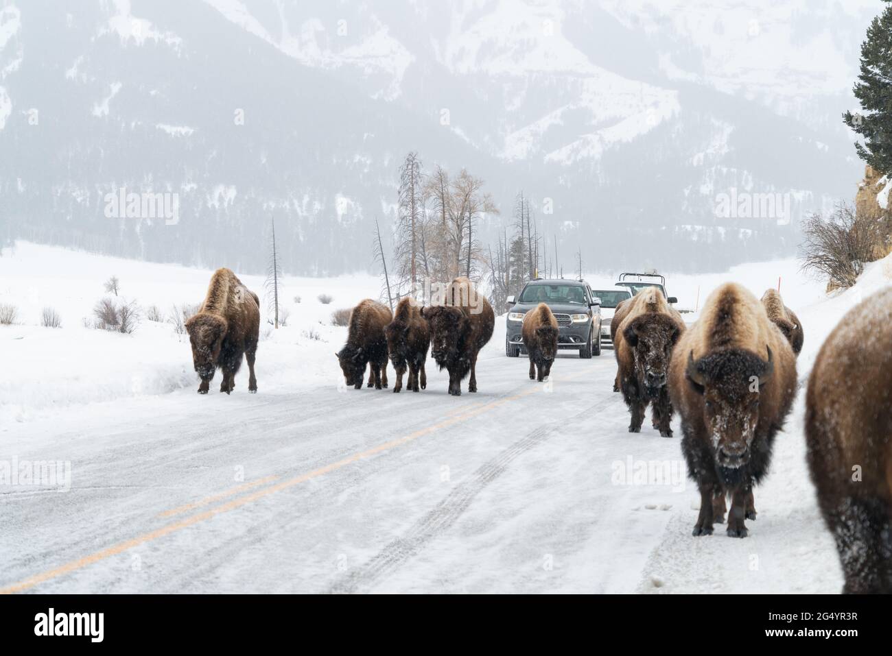 winter bison traffic jam at yellowstone national park Stock Photo - Alamy