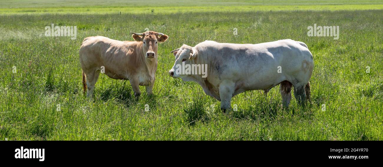 white bull and light brown cow in long grass of summer meadow in the netherlands Stock Photo