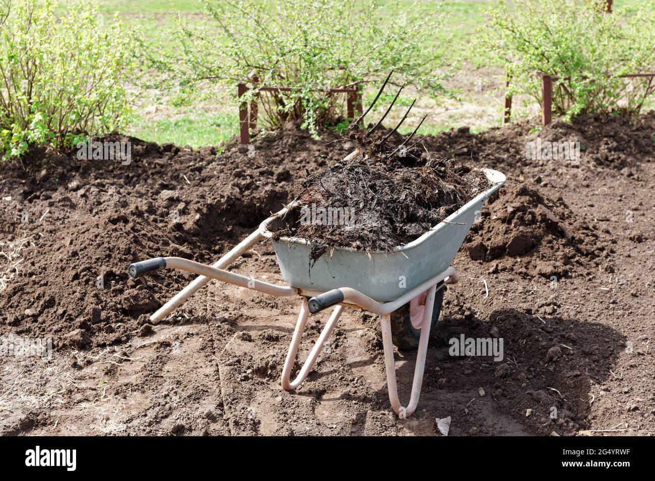 Wheelbarrow full of manure with hayfork in spring garden Stock Photo