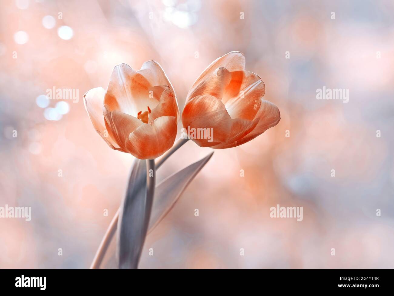 Red tulips on a pastel background Stock Photo