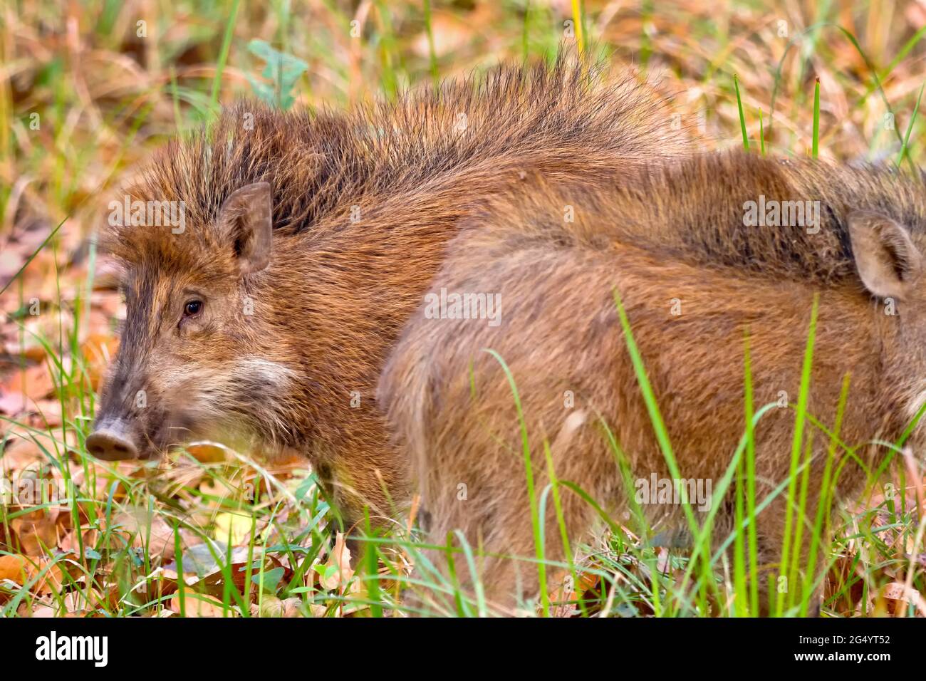 Nepal Pig High Resolution Stock Photography And Images Alamy
