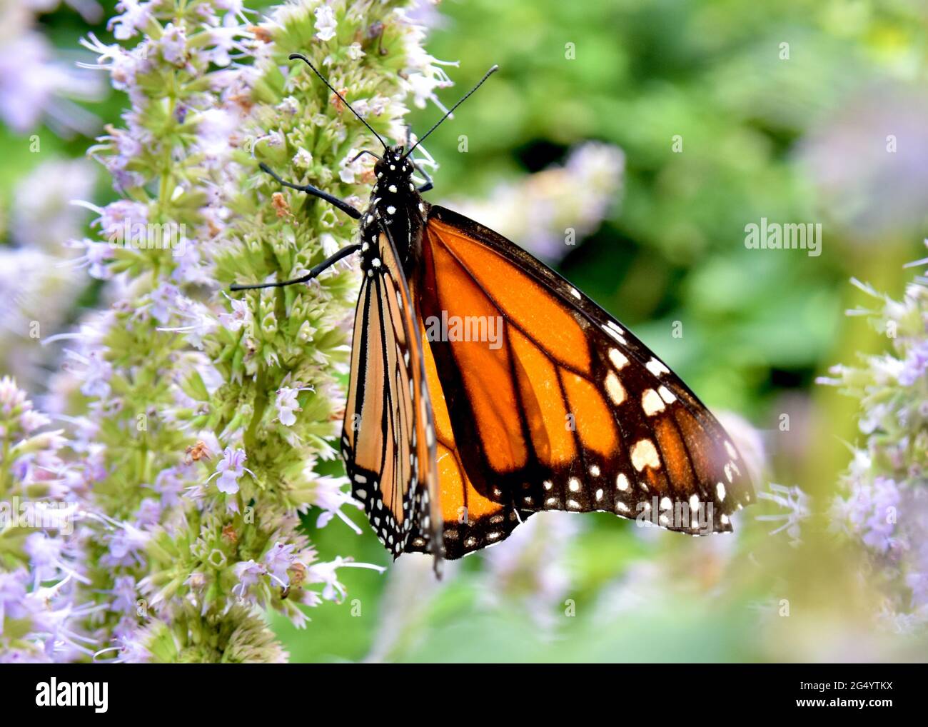 A sideview of a Monarch Butterfly (Danaus plexippus) feeding on the ...
