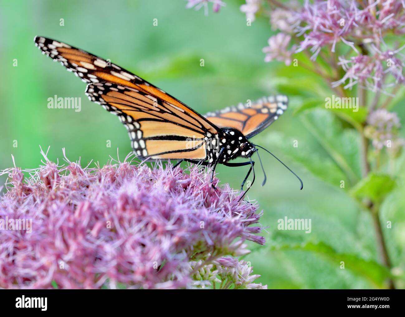 A Monarch butterfly (Danaus plexippus) feeding on the pink flowers of Joe-Pye Weed (Eupatorium purpureum). Copy space. Closeup. Stock Photo