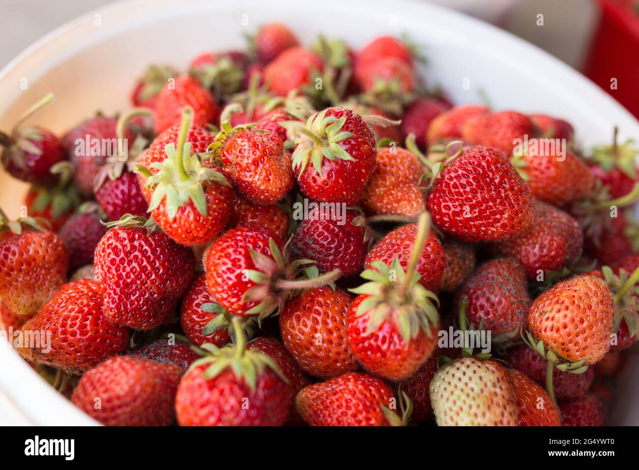 Growing strawberries bucket hi-res stock photography and images - Alamy