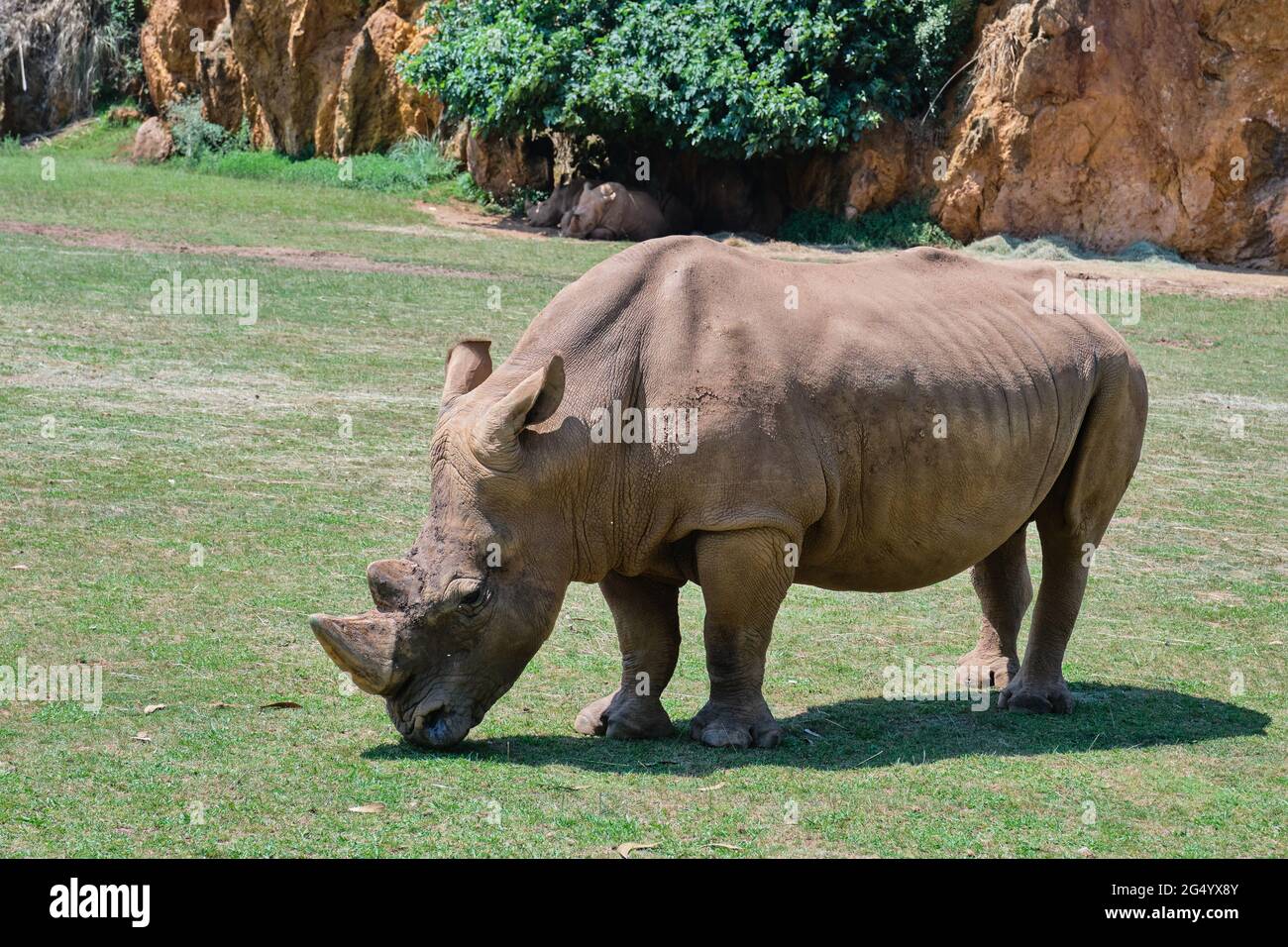 A rhinoceros eating grass in Cabarceno Natural Park in Cantabria, Spain. Stock Photo