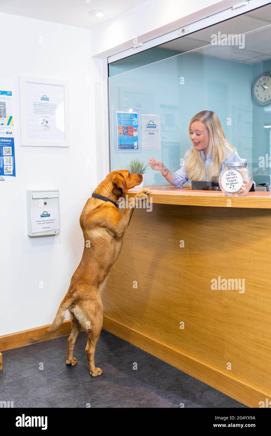 Dog friendly days out midlands sale