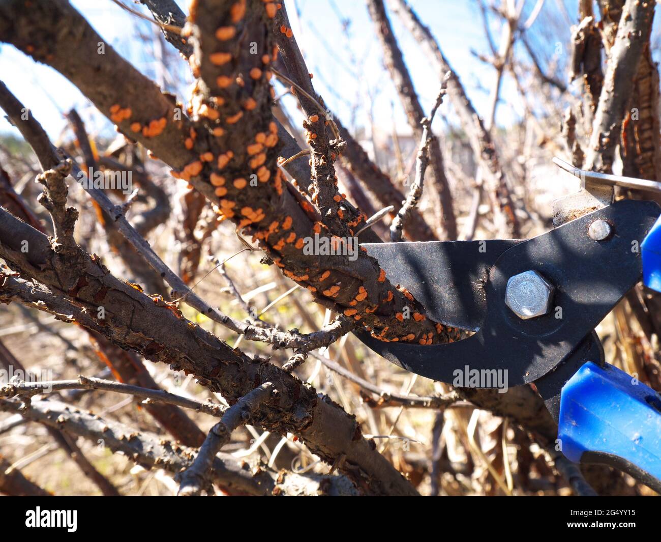 managing diseased blackcurrant - pruning infected branches, shallow depth of field, focus on pruner Stock Photo