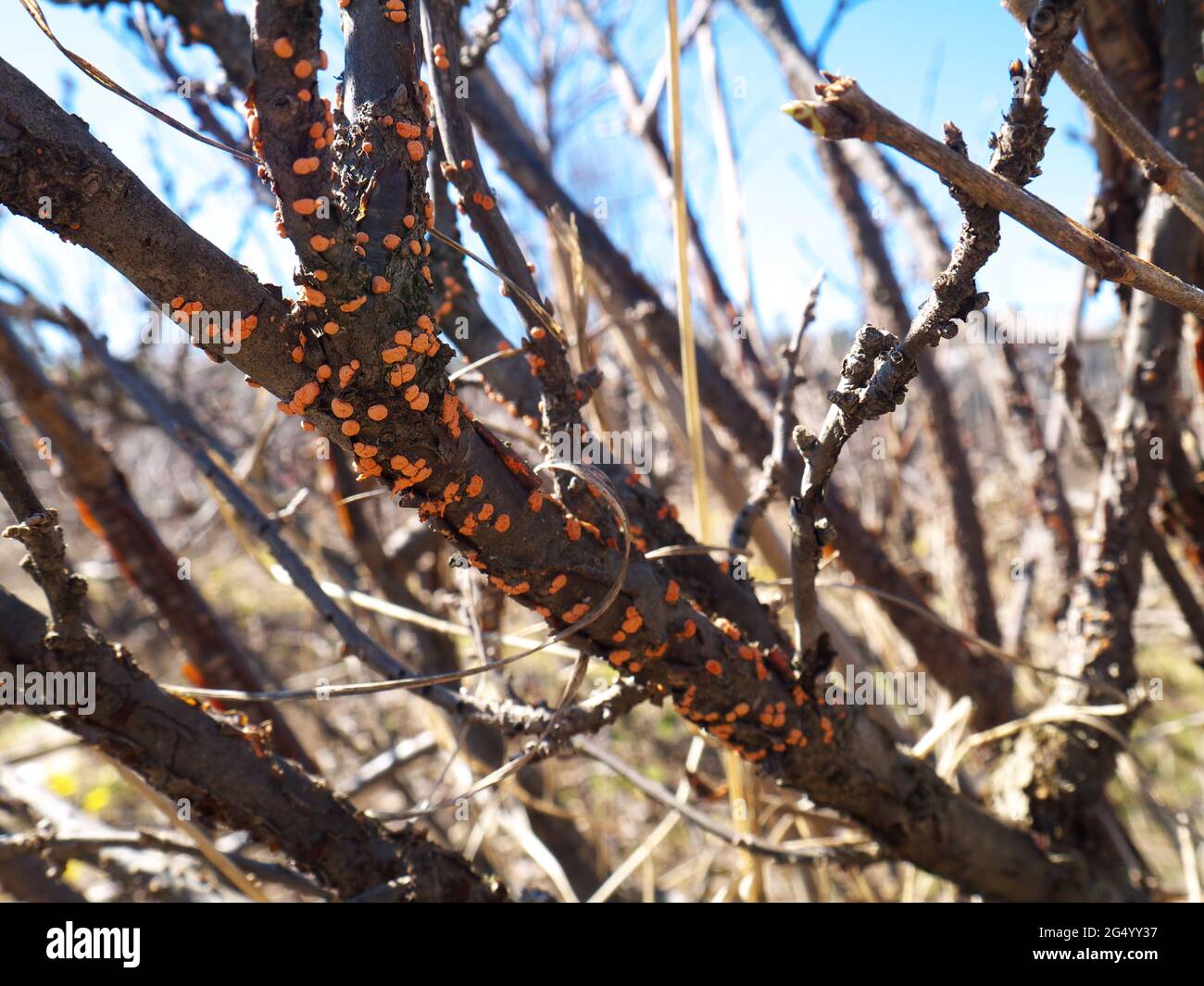 diseased currant branch with coral spots on it, shallow depth of field Stock Photo