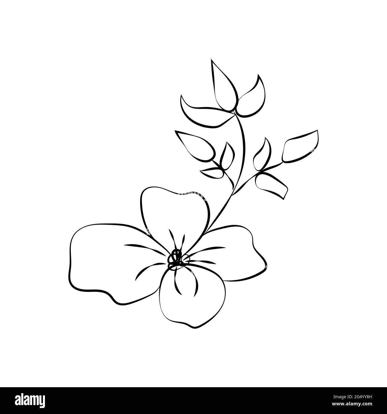Summer garden blooming flowers monochrome illustration, sketch, hand