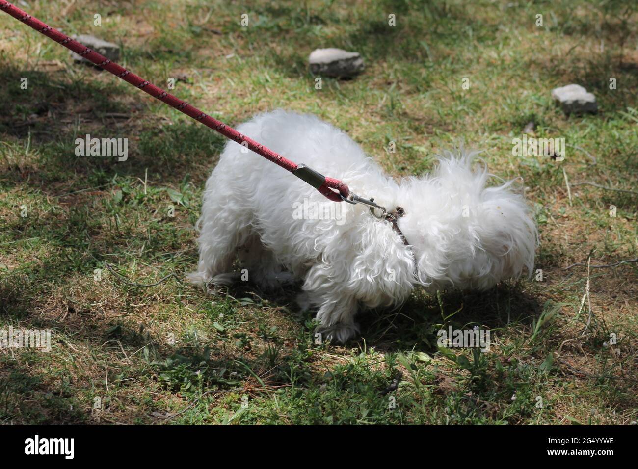 small dog walking in the park Stock Photo