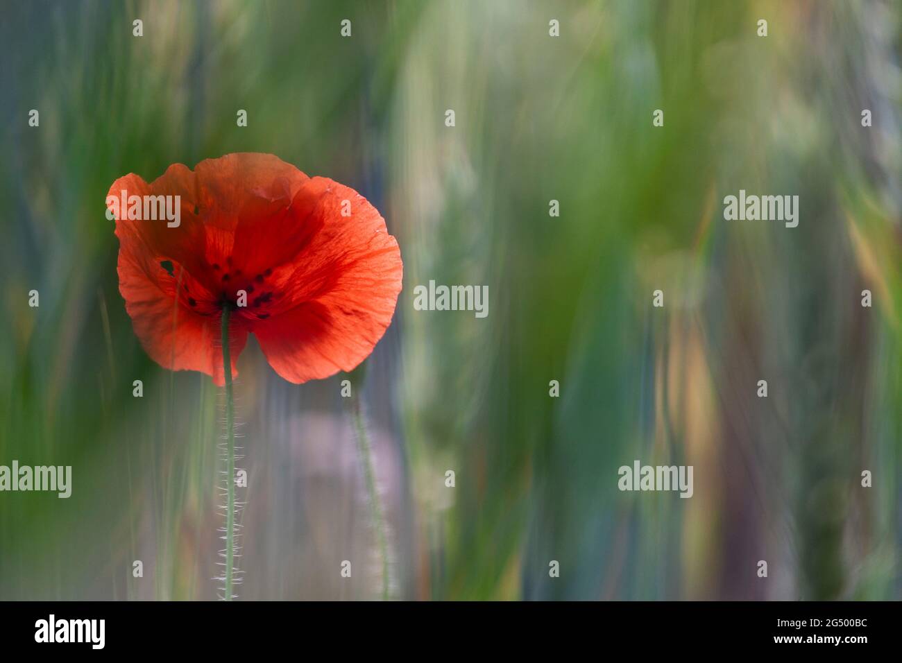 Red Poppy Papaver rhoeas in corn field Stock Photo - Alamy