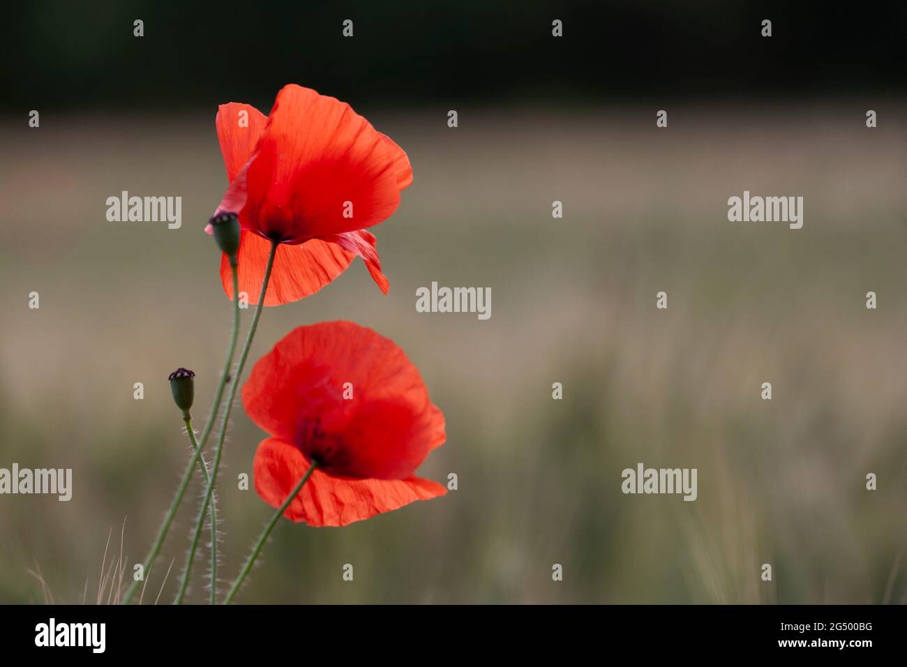 Red Poppy Papaver rhoeas in corn field Stock Photo - Alamy