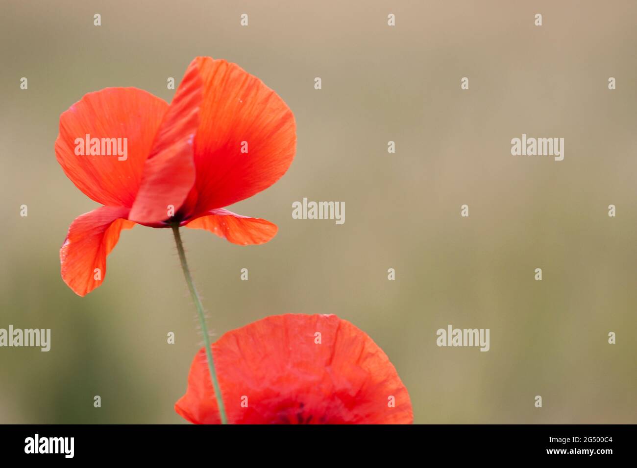 Red Poppy Papaver rhoeas in corn field Stock Photo - Alamy
