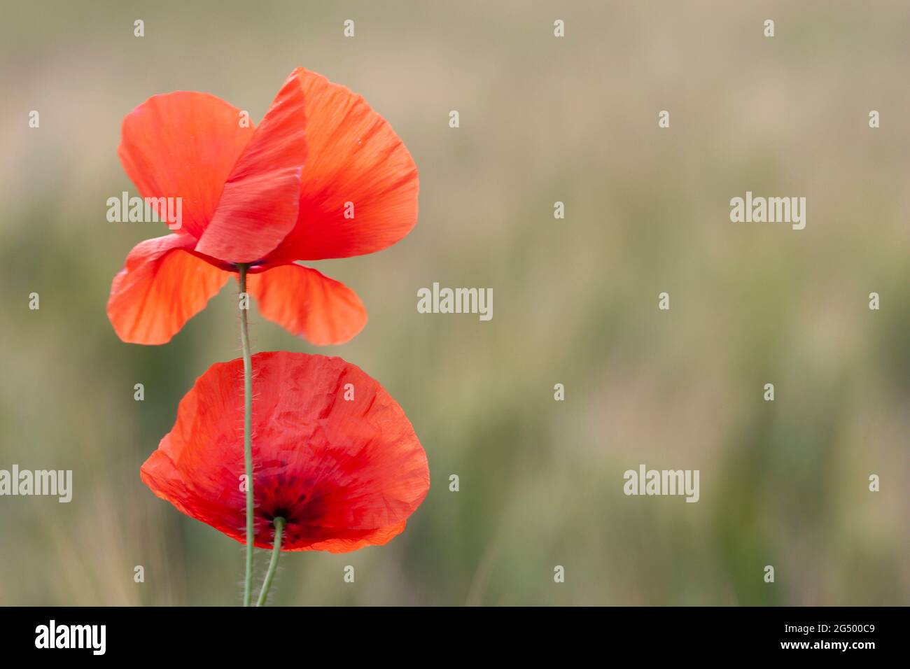 Red Poppy Papaver rhoeas in corn field Stock Photo - Alamy