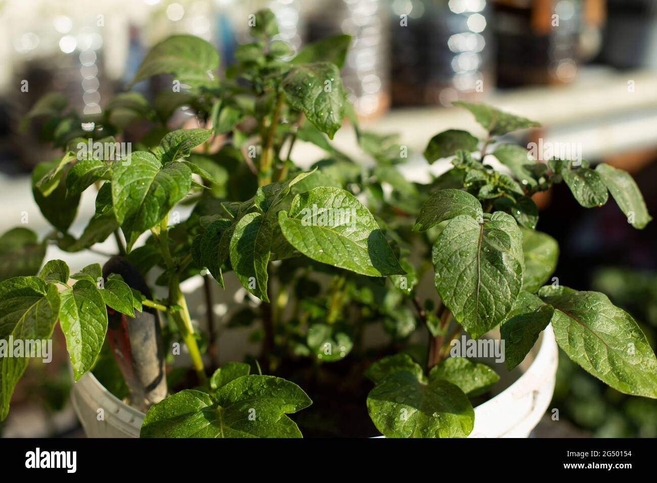 Potatoes grow from a pot. Potato leaves. Potato plant Stock Photo Alamy