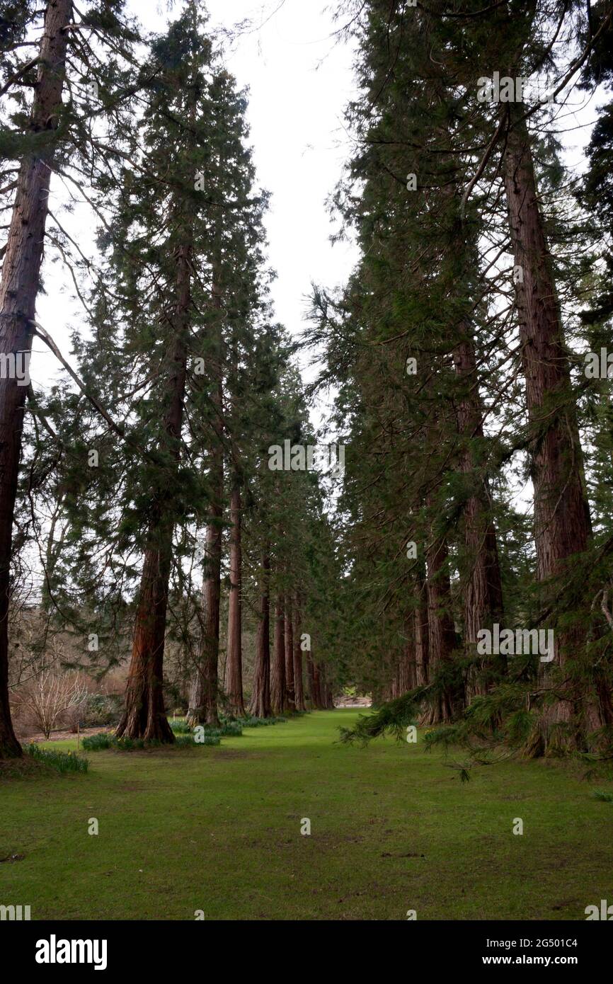 Sequoiadendron Giganteum - 150 year old Redwood avenue, Benmore, Scotland Stock Photo
