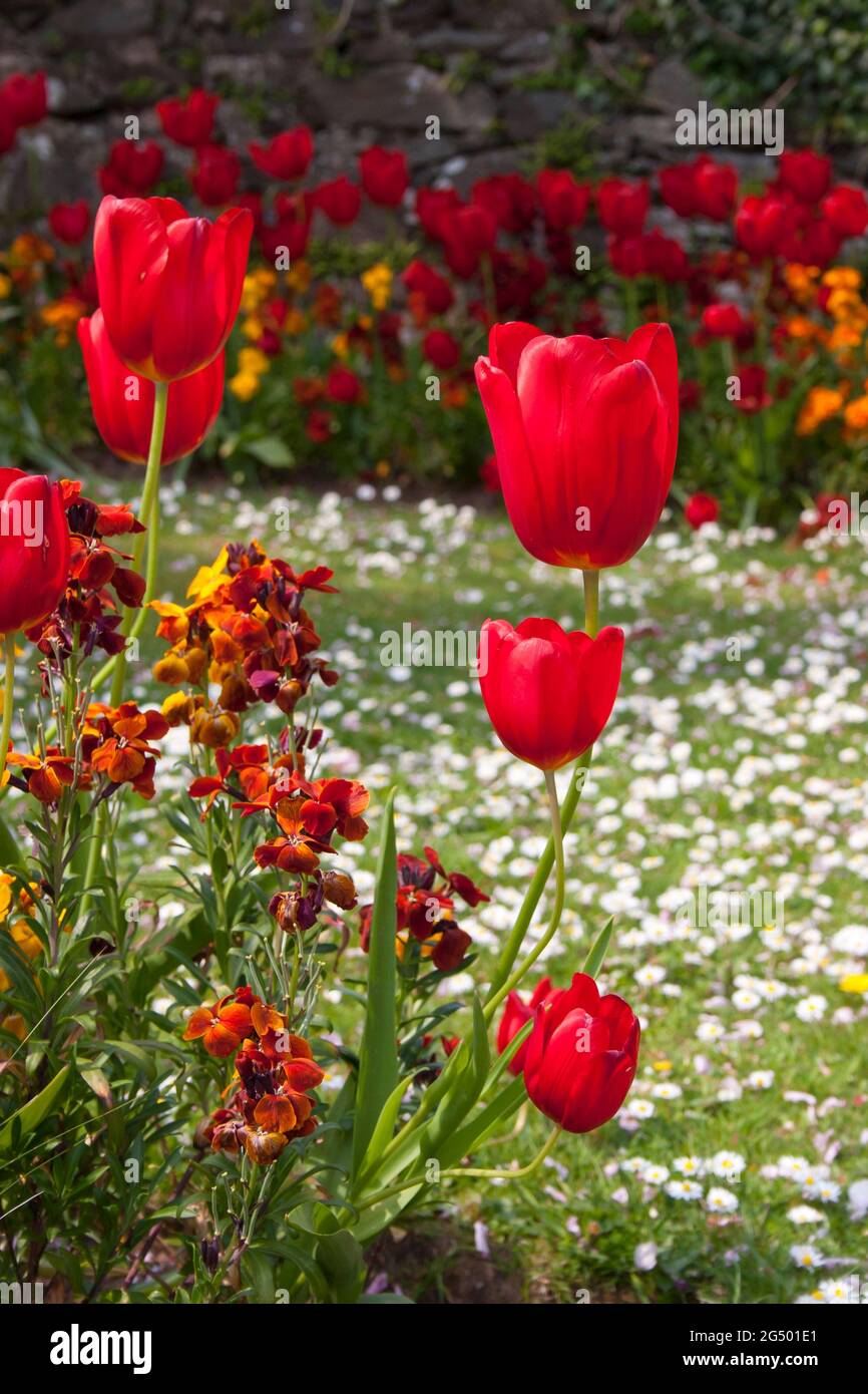 Spring flowers - Tulips and wallflowers in border. Stock Photo