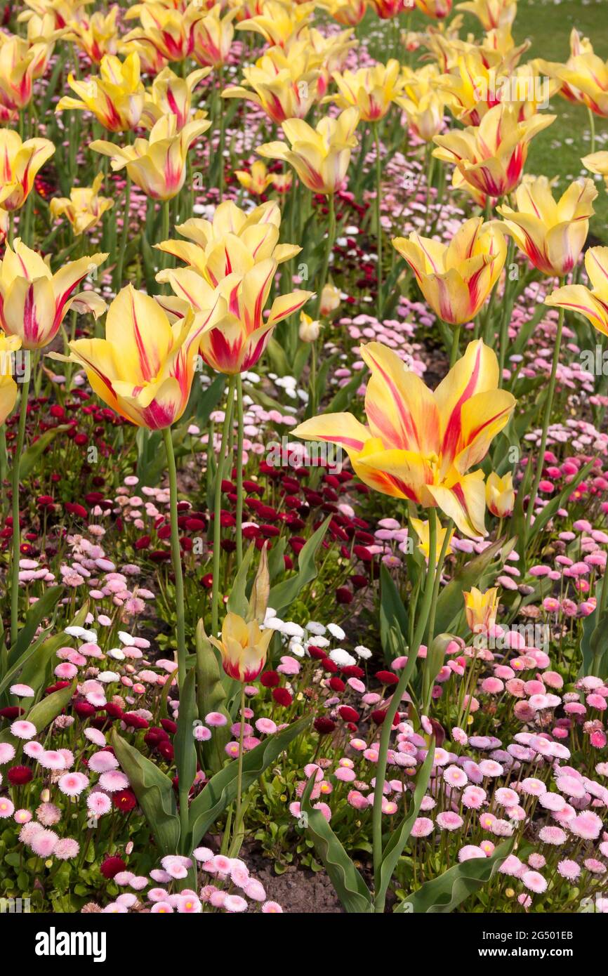 Spring flowers Tulips and bellis daisies in border Stock Photo Alamy