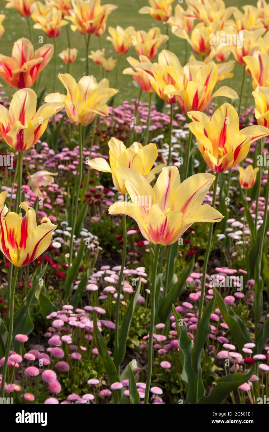 Spring flowers Tulips and bellis daisies in border Stock Photo Alamy