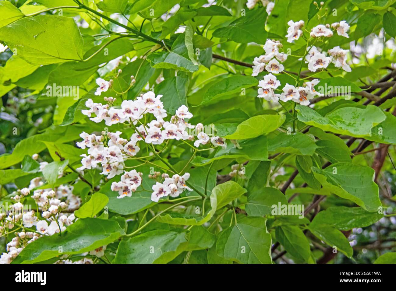 Catapulta Tree catalpa tree and white flowers with green leaves Stock Photo - Alamy
