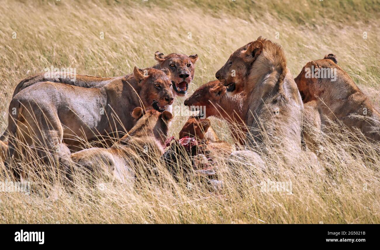 lions after killing an antelope, Etosha National Park, Namibia, (Panthera Stock Photo
