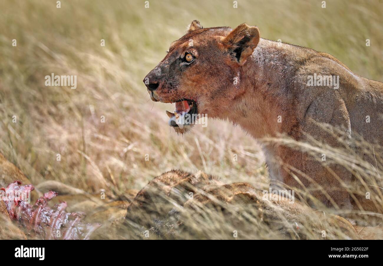 lioness with a bloody face, Etosha National Park, Namibia, (Panthera Stock Photo