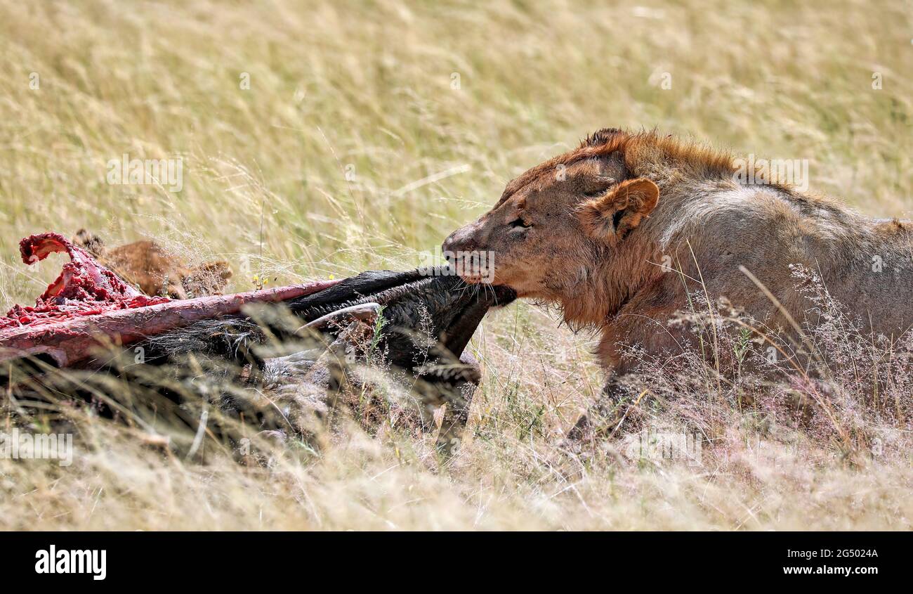lion after killing an antelope, Etosha National Park, Namibia, (Panthera leo) Stock Photo
