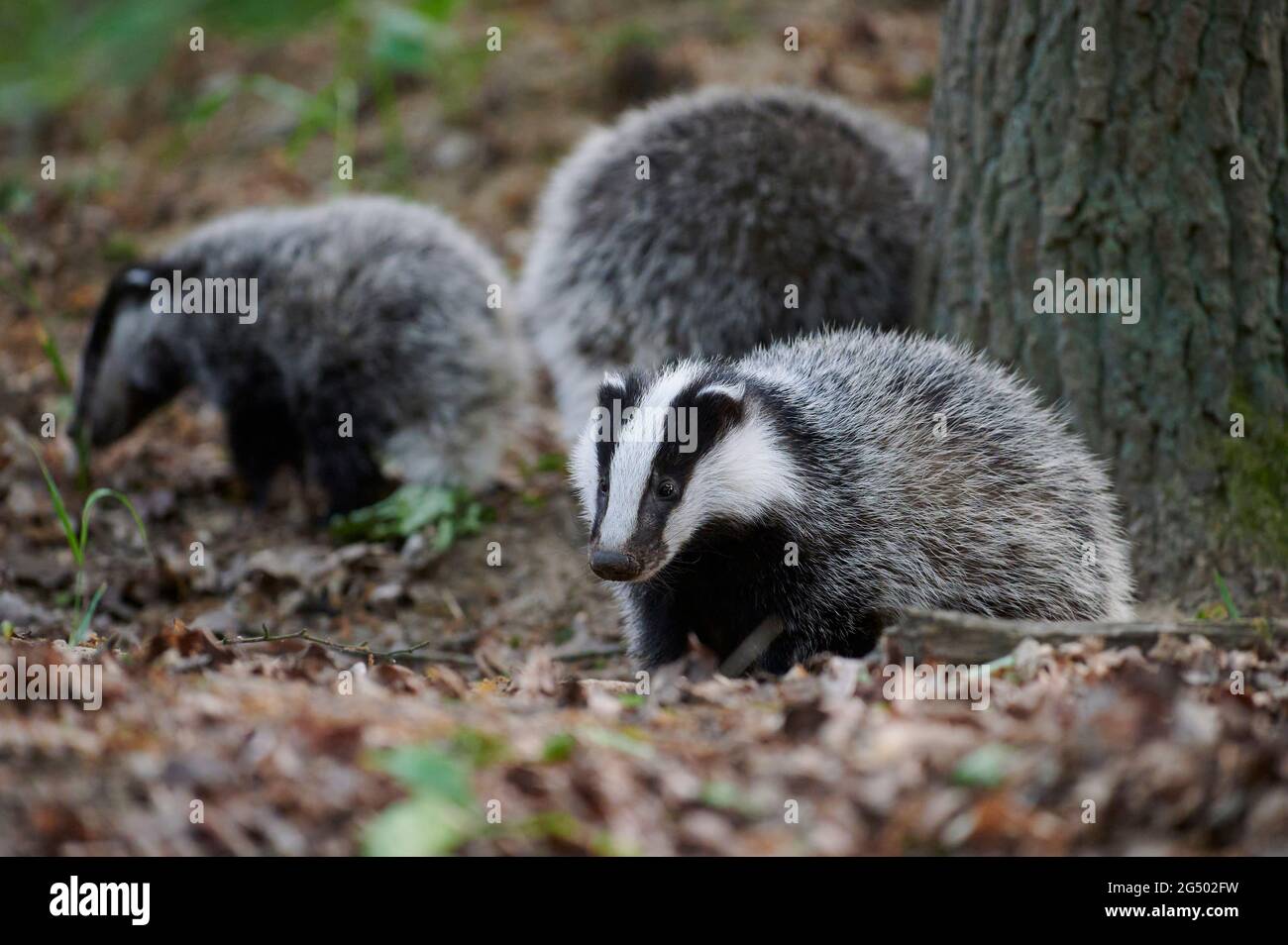 Three young European Badger cubs exploring the area around their den Stock Photo
