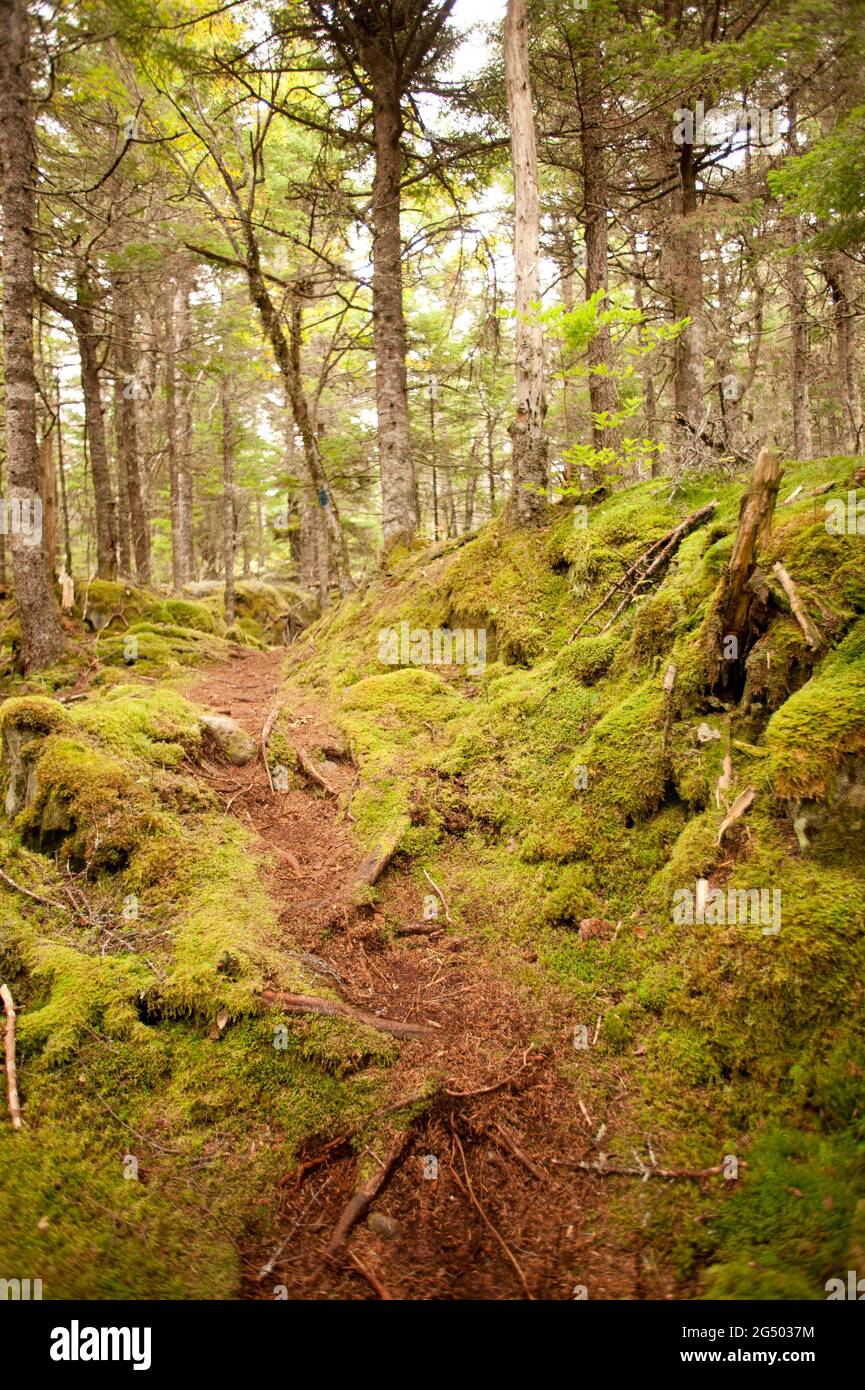 Inland Trail, Cutler Coast Public Land, Bold Coast Trail, Cutler, Maine, USA Stock Photo