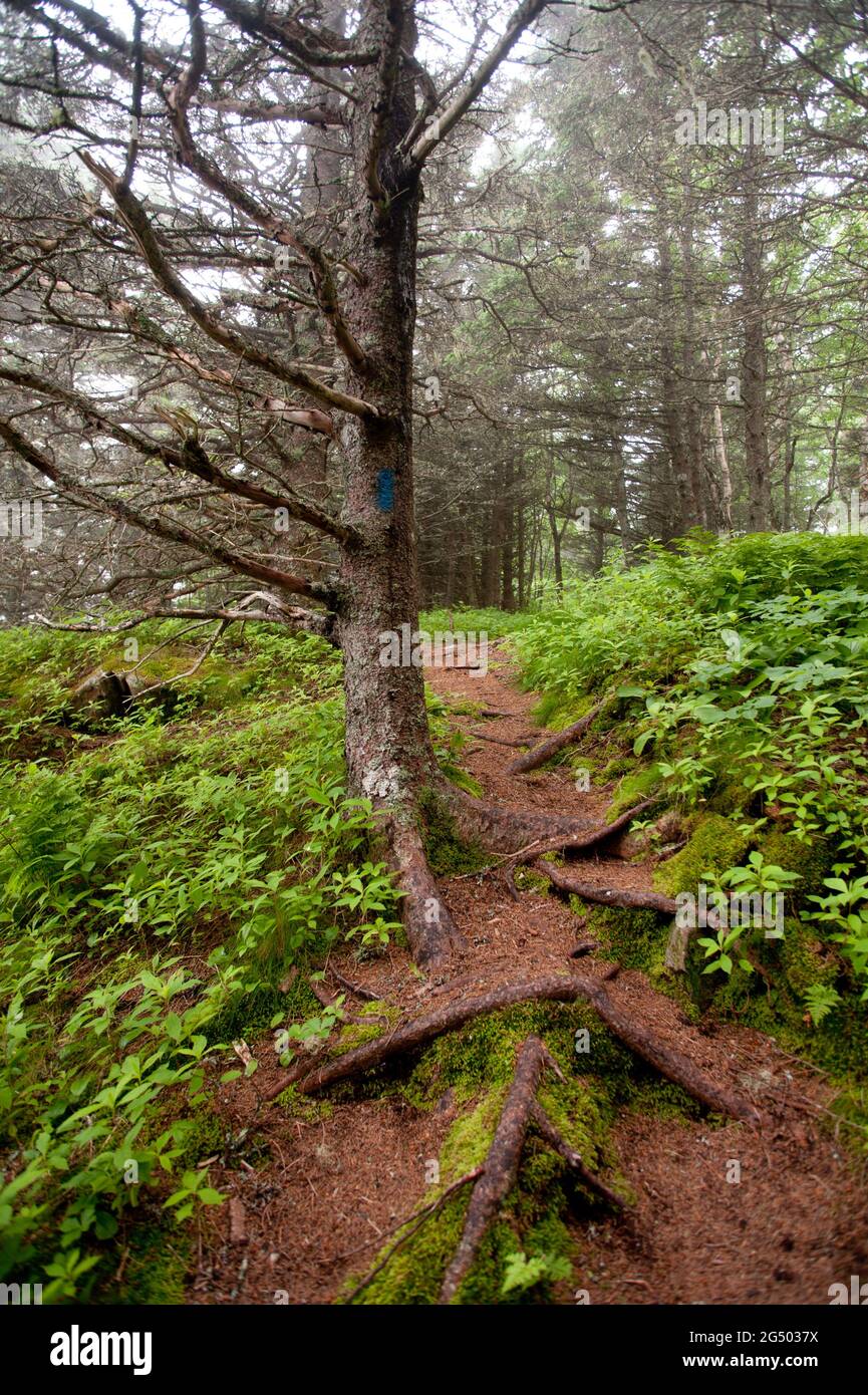 Coastal Trail, Cutler Coast Public Land, Bold Coast Trail, Cutler, Maine, USA Stock Photo Alamy