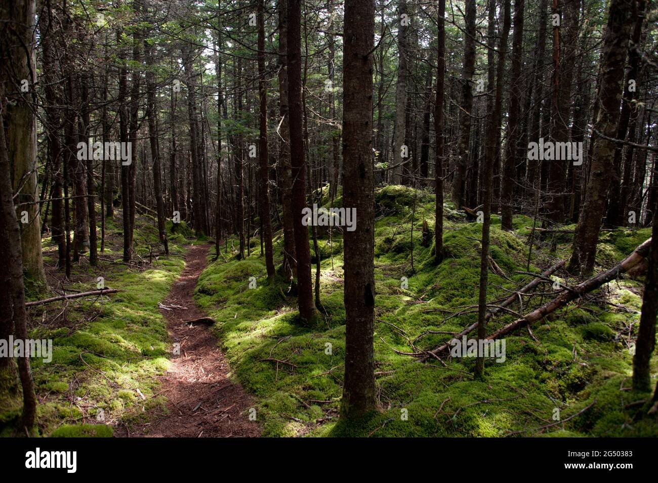 Inland Trail, Cutler Coast Public Land, Bold Coast Trail, Cutler, Maine