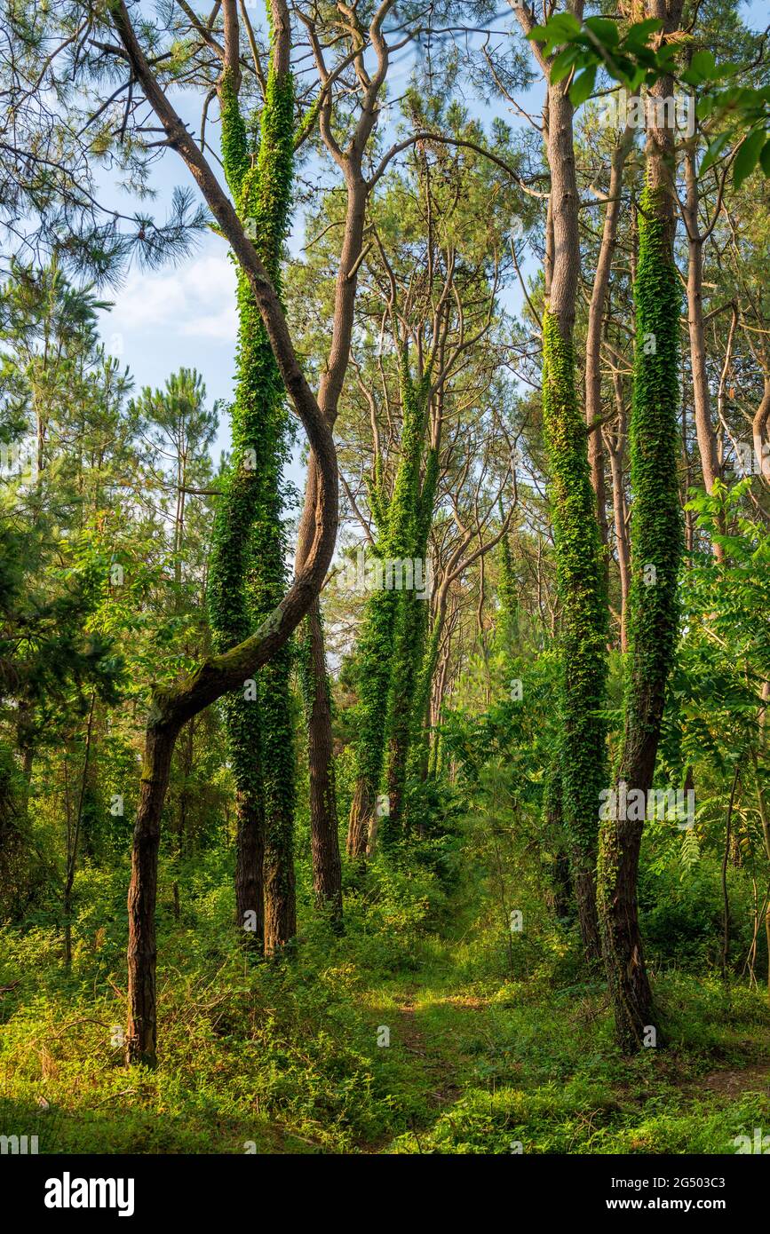 Tree trunks in a mixed forest covered with ivy Stock Photo